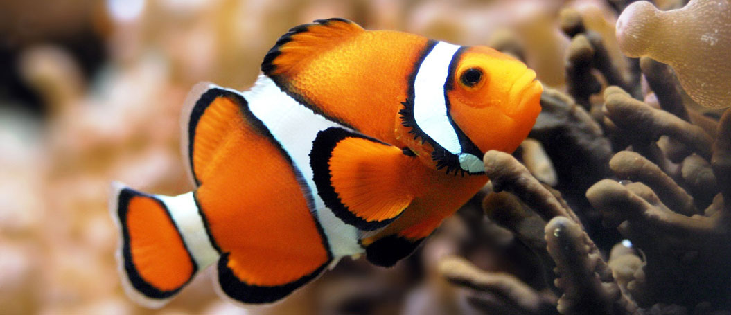 发手机号软件app