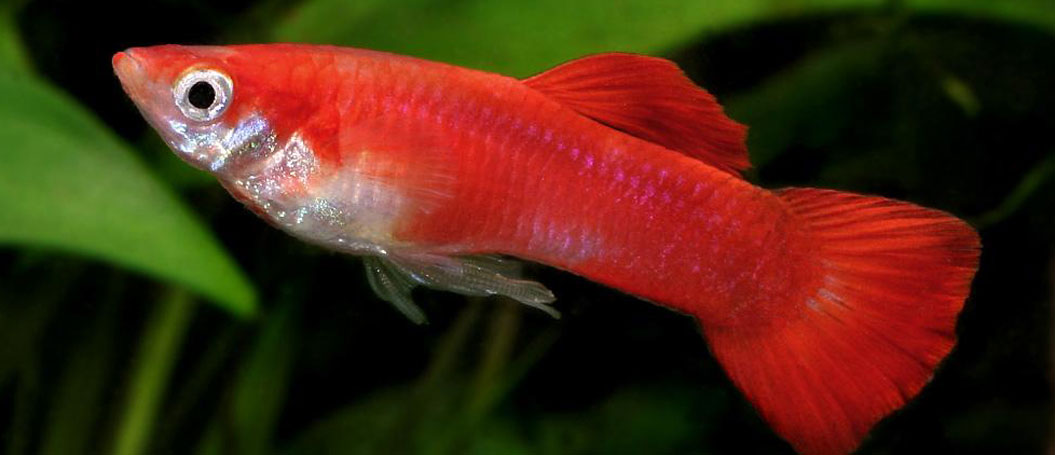 免费电话轰炸机