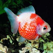 令人向往的骚扰神器24小时轰炸免费