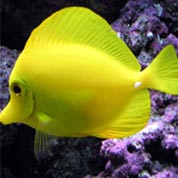 发卡网推荐的骚扰神器24小时轰炸免费