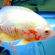 手机号呼叫软件