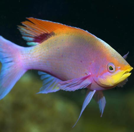 求一个靠谱的骚扰神器24小时轰炸免费